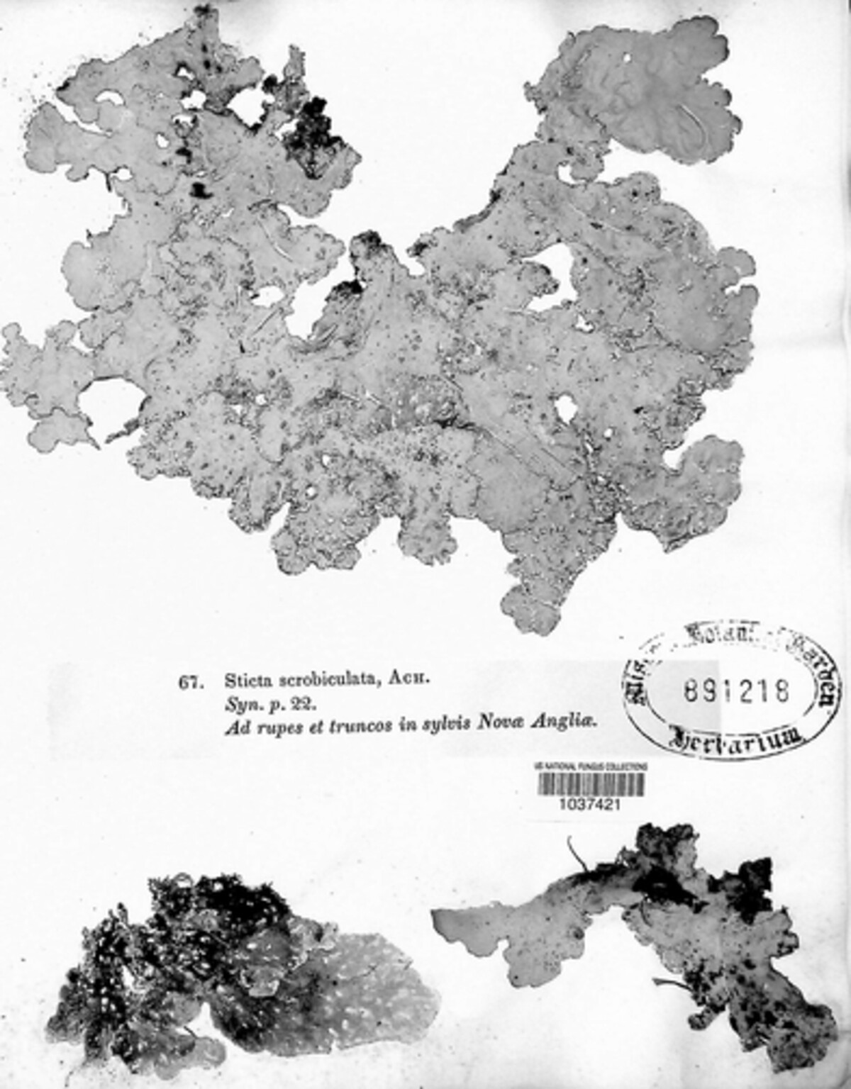 Lobarina scrobiculata image